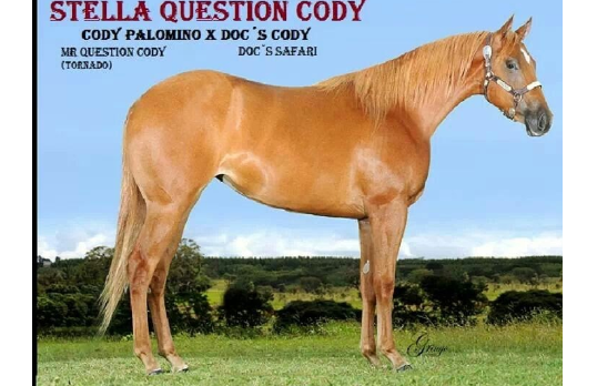 STELLA QUESTION CODY